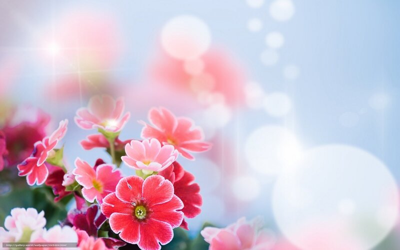Pink Flowers in Focus — Serene, Morning