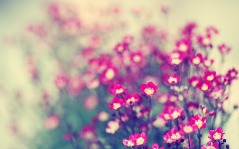 Pink Flowers in Focus — Serene, Photograph, Blurred Background