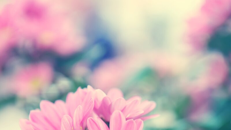 Pink Flowers in Focus — Serene, Spring, Photograph, Blurred Background, Green