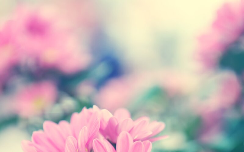 Pink Flowers in Focus — Serene, Spring