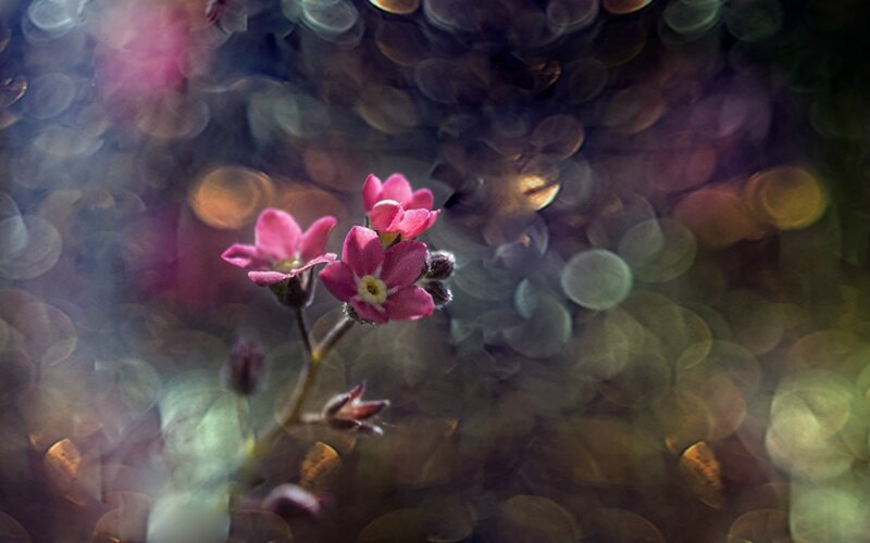 Pink Flowers in Focus — Serene