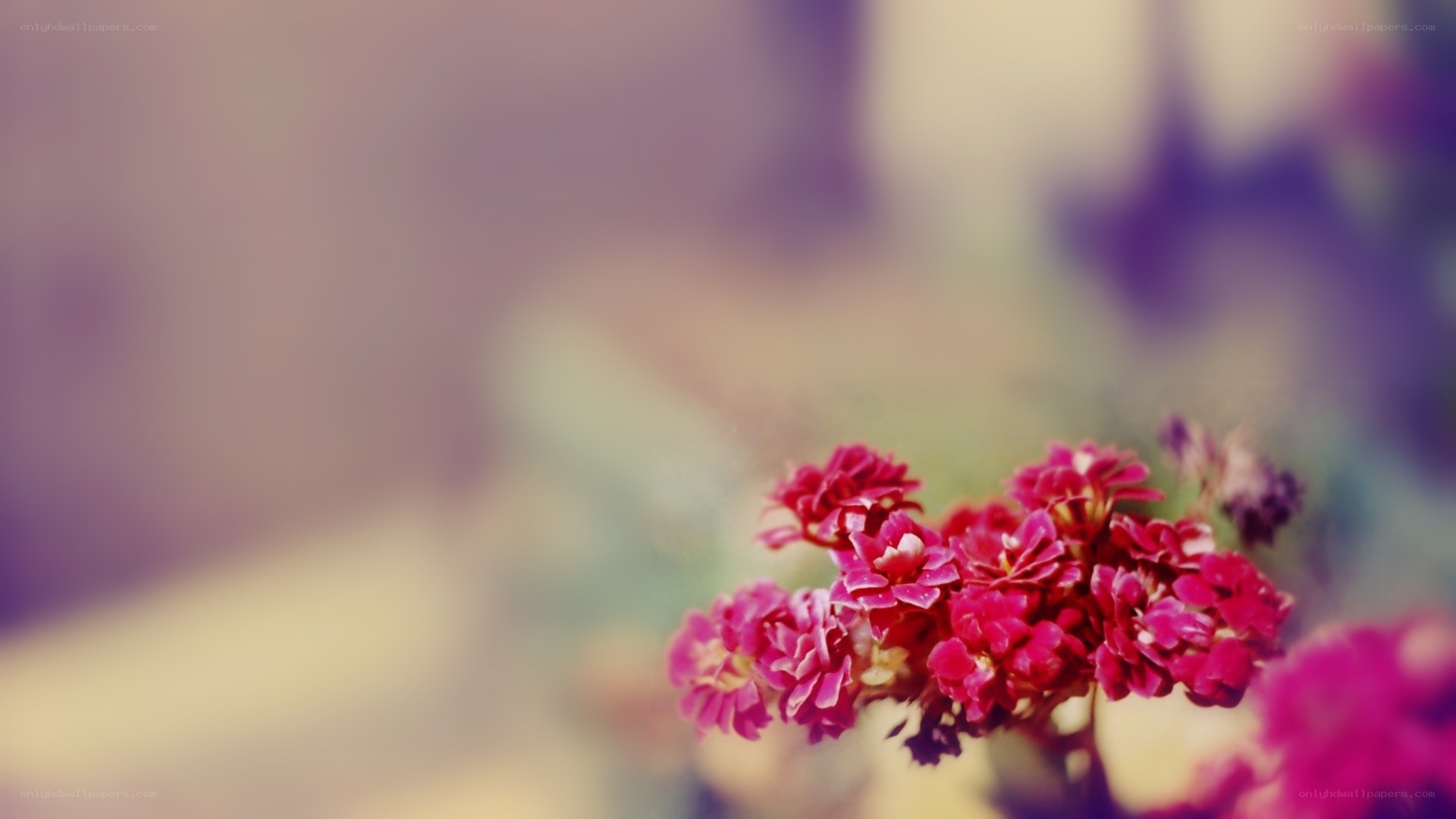 pink flowers in focus