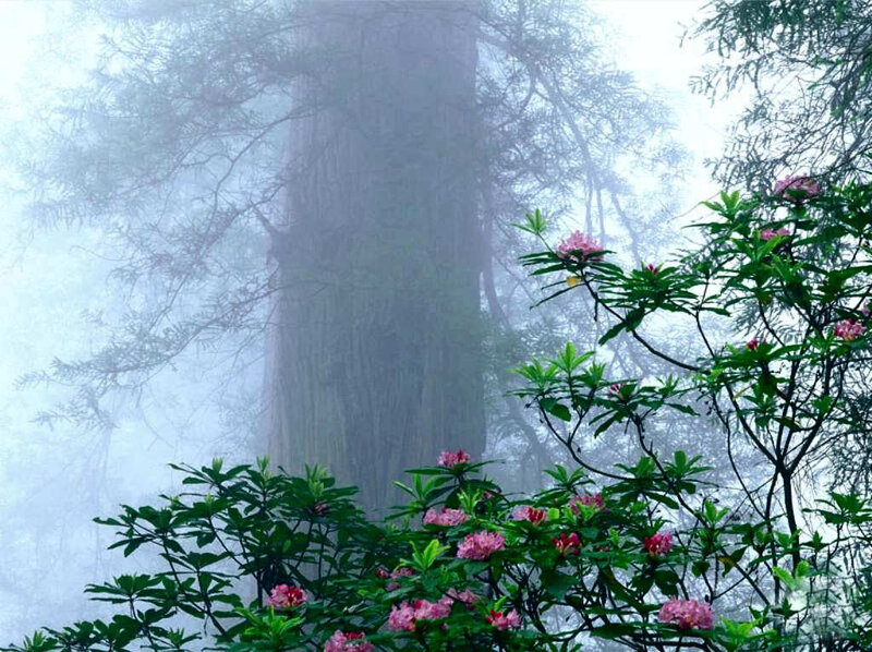 Pink Flowers in Fog — Green