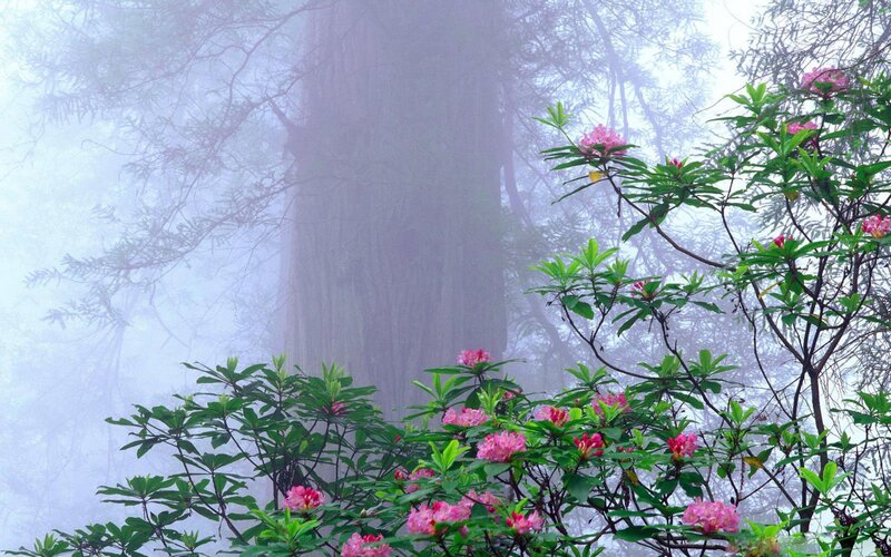 Pink Flowers in Fog