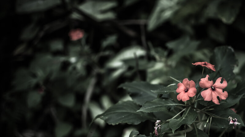 Pink Flowers in Foliage — Green