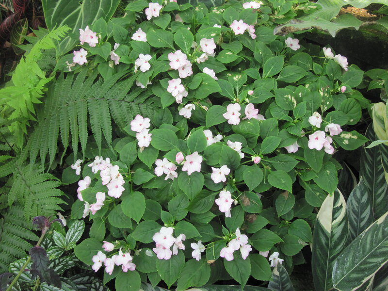 Pink Flowers in Foliage