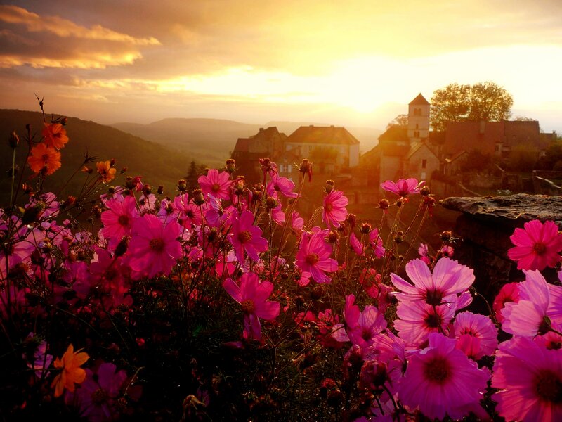 Pink Flowers in Foreground — Serene