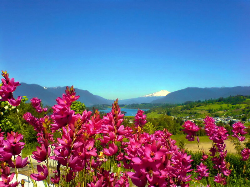 Pink Flowers in Foreground