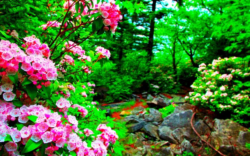 Pink Flowers in Forest — Green, Serene, Spring