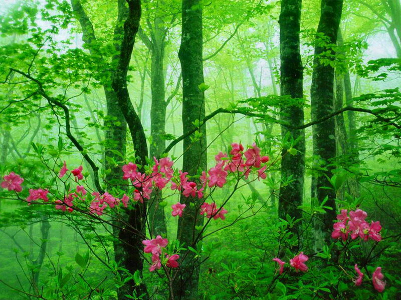 Pink Flowers in Forest — Green, Serene