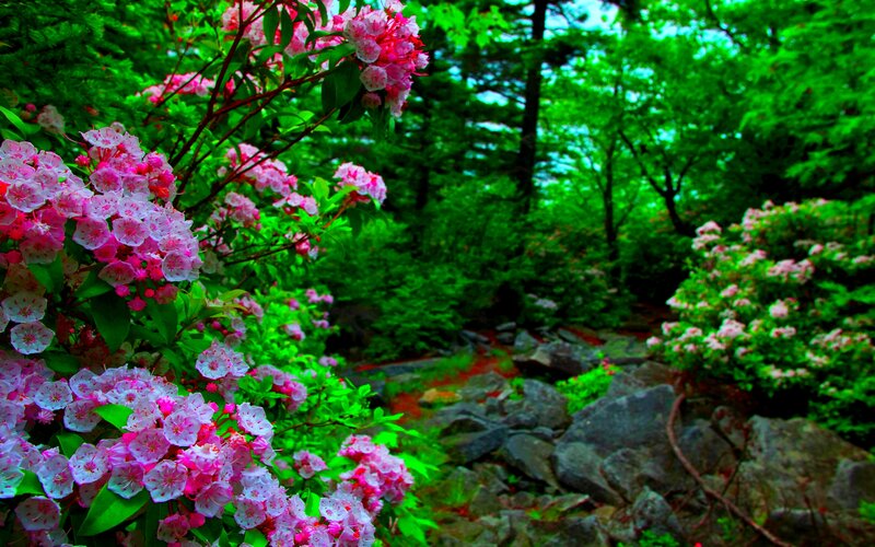Pink Flowers in Forest — Green
