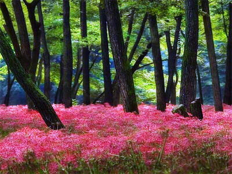 Pink Flowers in Forest