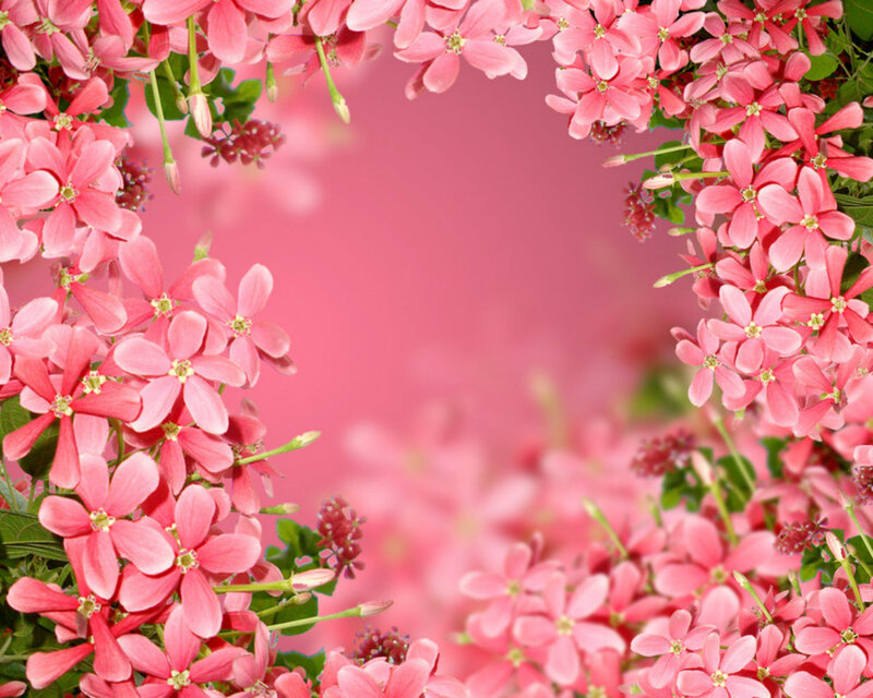 Pink Flowers in Frame — Calm