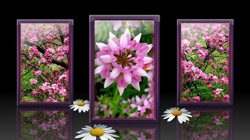 Pink Flowers in Frames