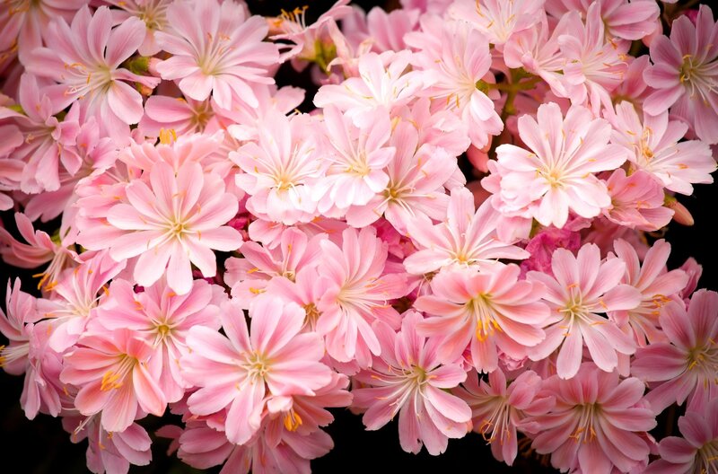 Pink flowers in full bloom
