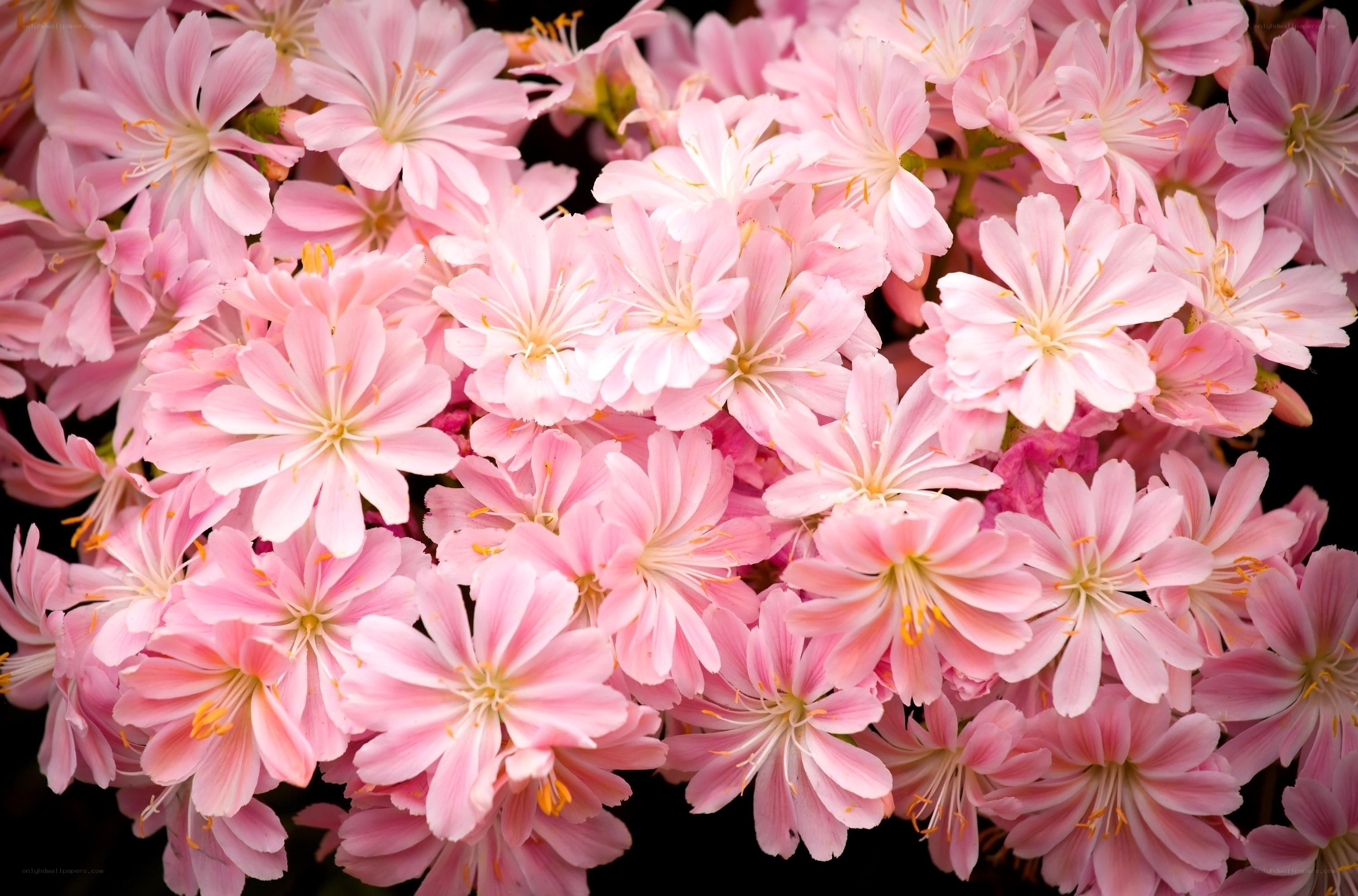 Pink flowers in full bloom