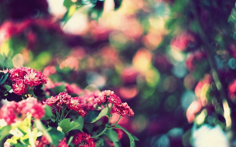pink flowers in garden