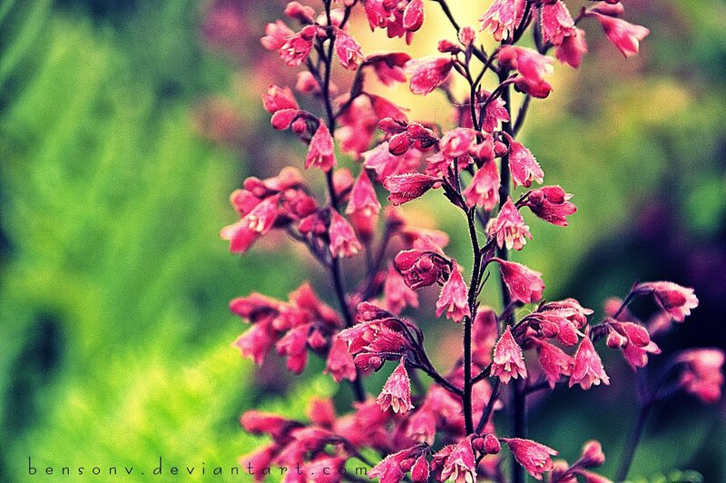 Pink flowers in garden