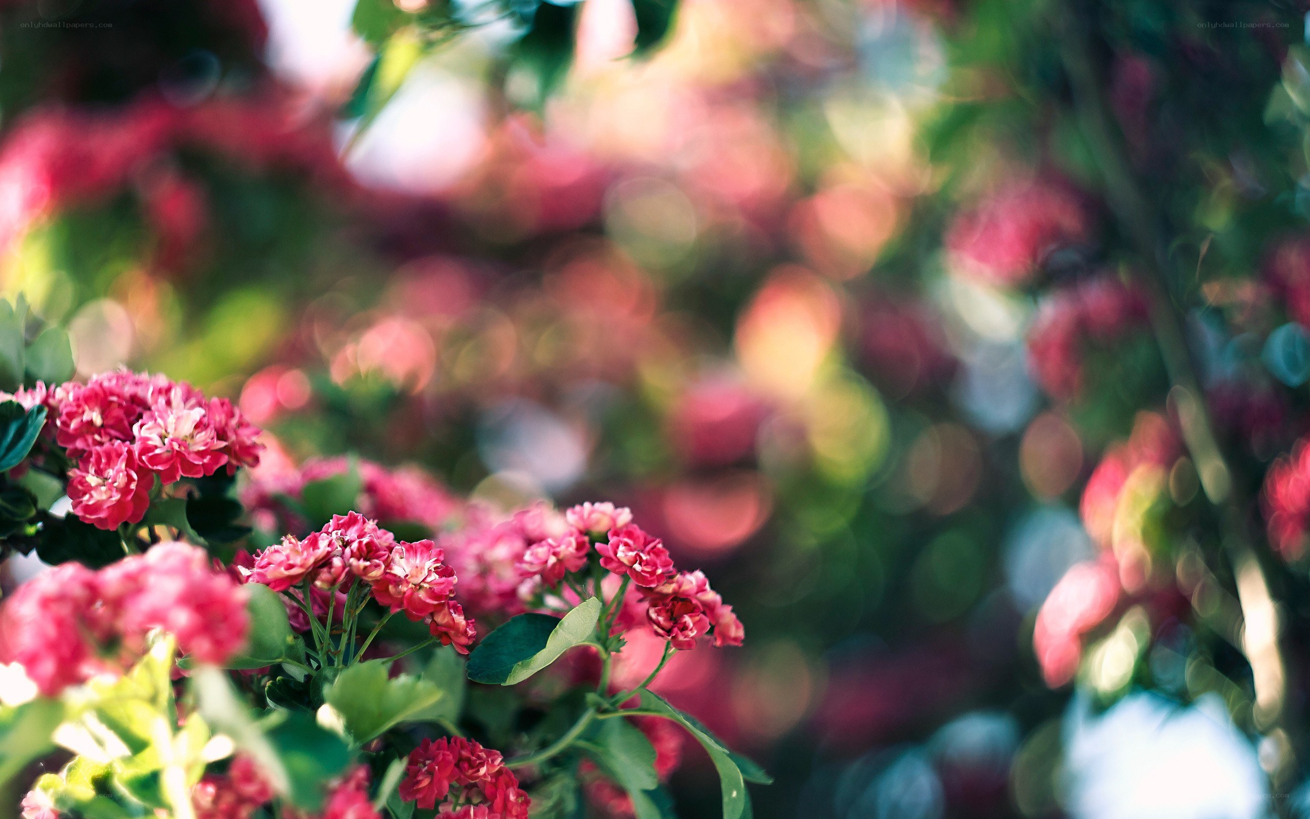 Pink flowers in garden