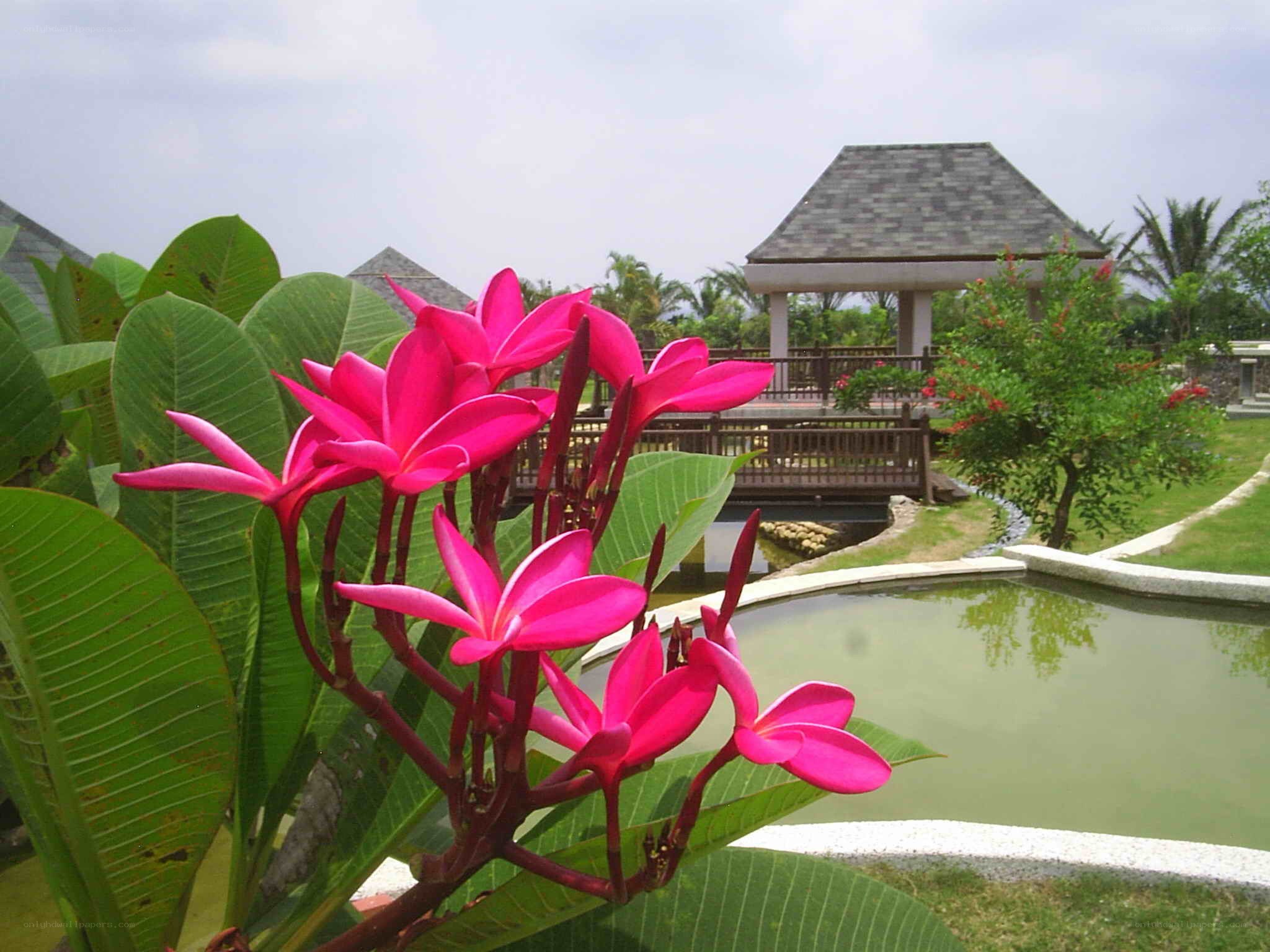 Pink flowers in garden