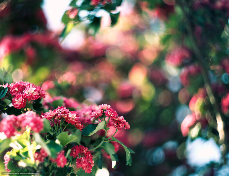 Pink flowers in garden