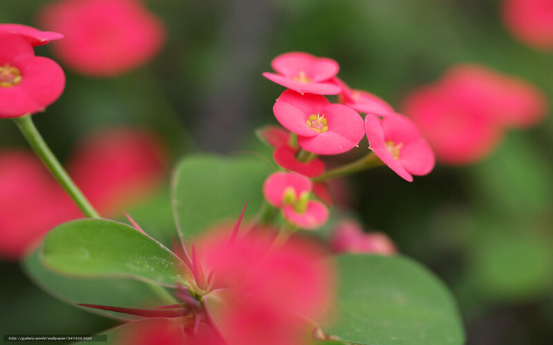 Pink flowers in garden