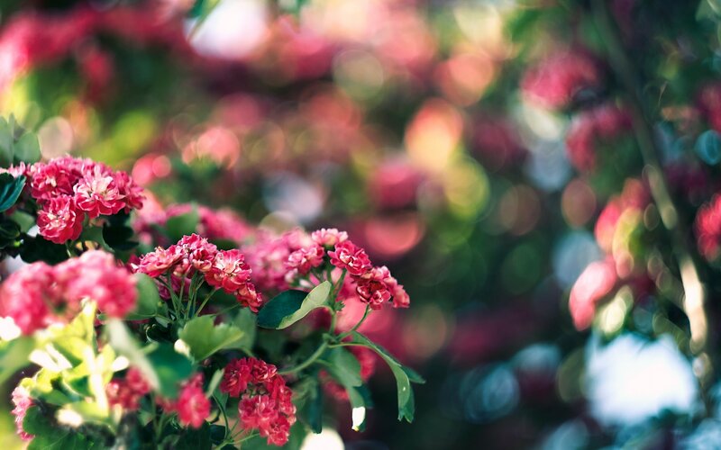 Pink flowers in garden