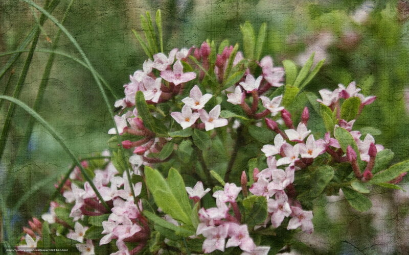 Pink flowers in garden