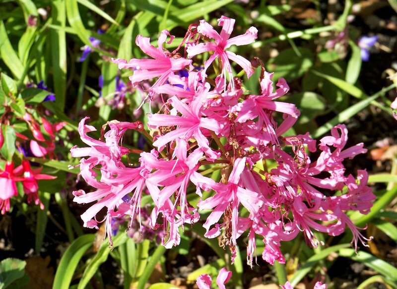 Pink Flowers in Garden — Bright