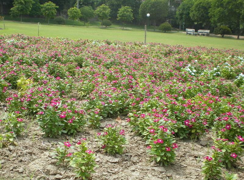 Pink Flowers in Garden — Calm, Afternoon, Photograph, Grass