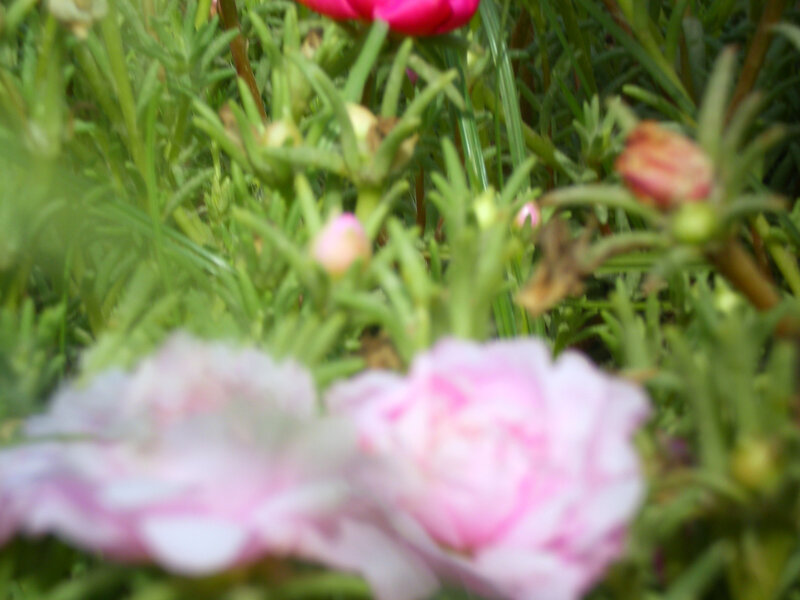 Pink Flowers in Garden — Calm, Afternoon, Photograph, Green Leaves, Flower Buds