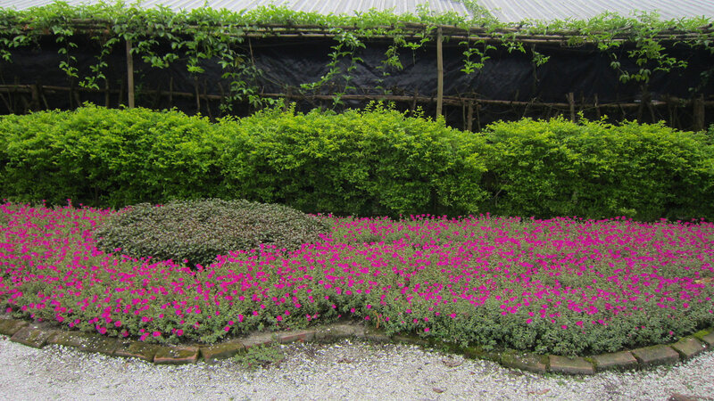 Pink Flowers in Garden — Calm, Afternoon, Photograph