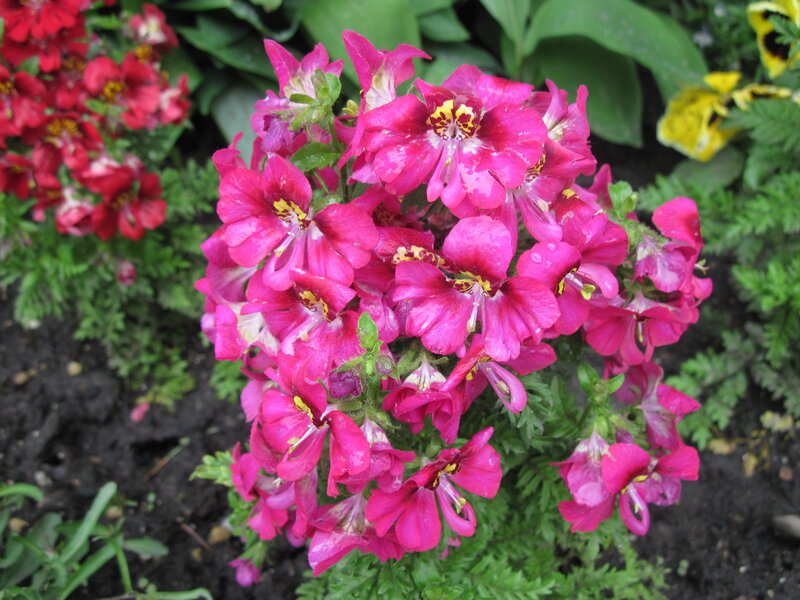 Pink Flowers in Garden — Calm, Afternoon