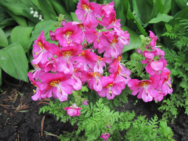Pink Flowers in Garden — Calm, Spring, Photograph