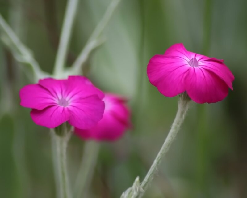 Pink Flowers in Garden — Calm, Spring