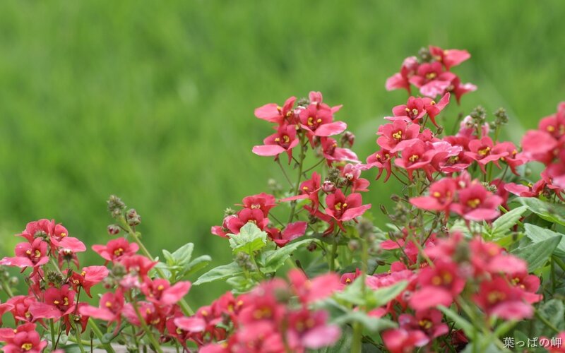 Pink Flowers in Garden — Calm