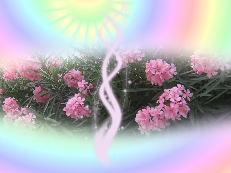 Pink Flowers in Garden — Dreamy