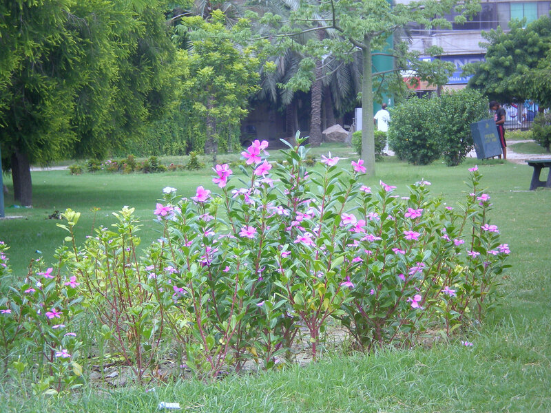 Pink Flowers in Garden — Green, Calm, Afternoon