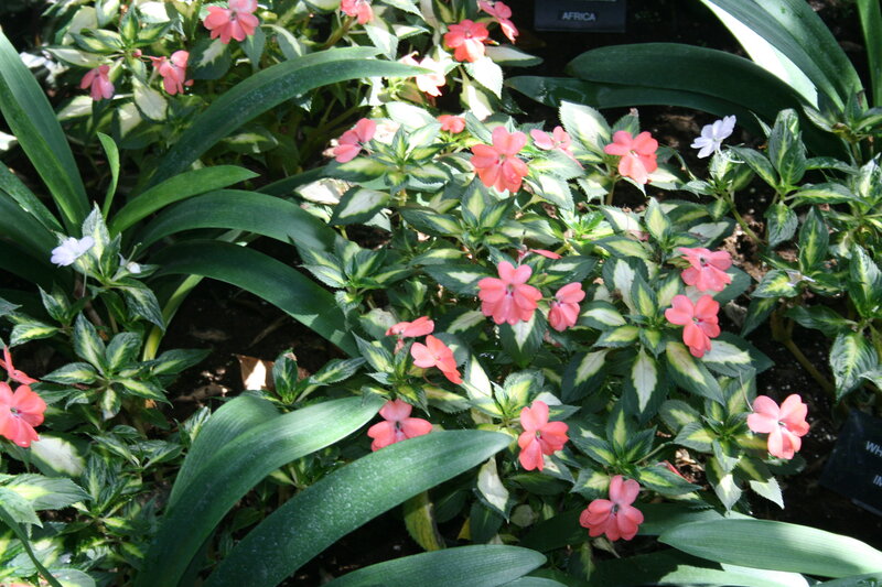 Pink Flowers in Garden — Green, Calm