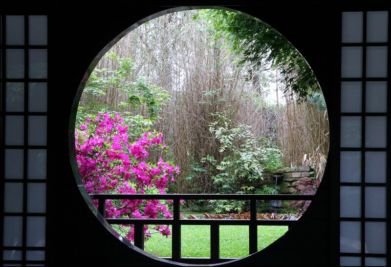 Pink Flowers in Garden — Green, Serene, Spring, Photograph, Bamboo