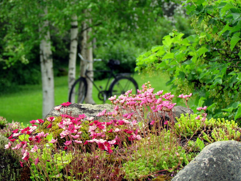 Pink Flowers in Garden — Green, Serene, Spring