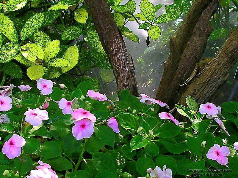 Pink Flowers in Garden — Green