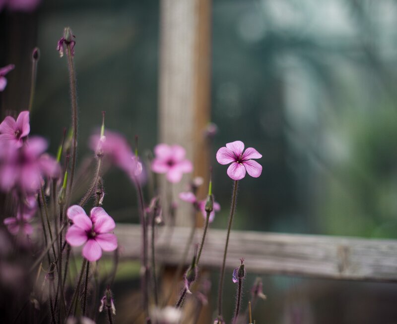 Pink Flowers in Garden — Purple