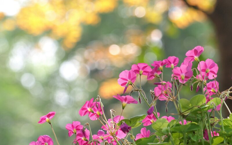Pink Flowers in Garden — Serene, Afternoon, Photograph, Green Leaves, Sunlight, Bokeh