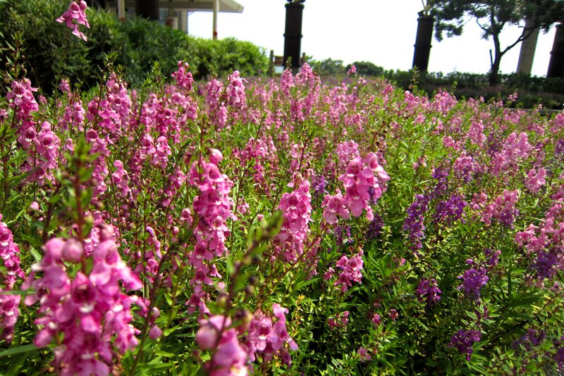 Pink Flowers in Garden — Serene, Afternoon, Photograph