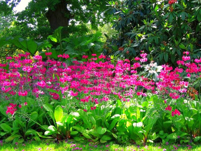 Pink Flowers in Garden — Serene, Afternoon
