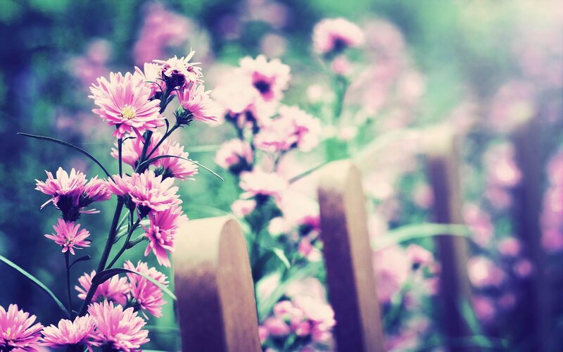 Pink Flowers in Garden — Serene, Spring, Photograph, Fence