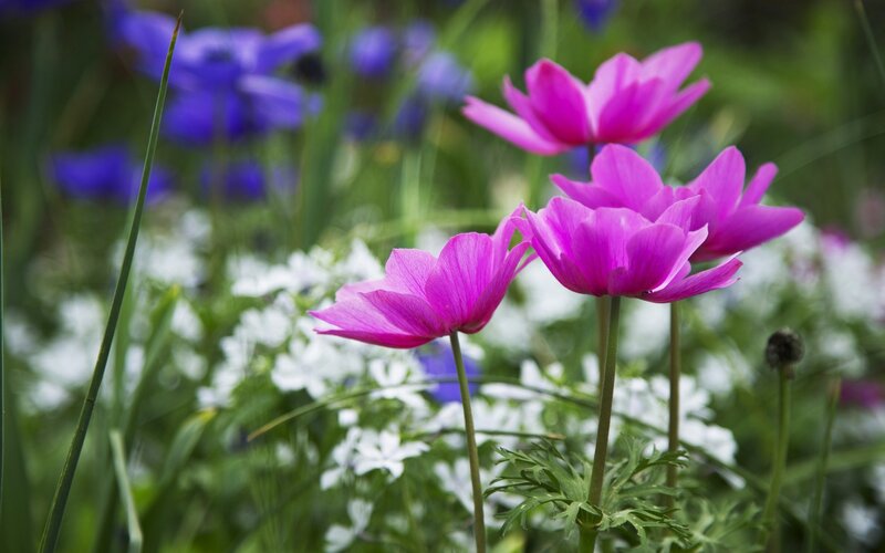 Pink Flowers in Garden — Serene, Spring, Photograph, Green Grass
