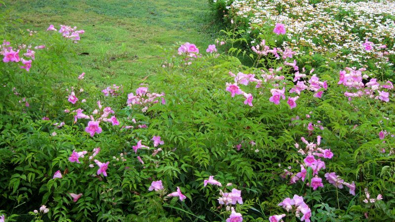 Pink Flowers in Garden — Serene, Spring, Photograph