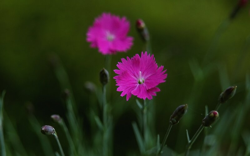 Pink Flowers in Garden — Serene, Spring